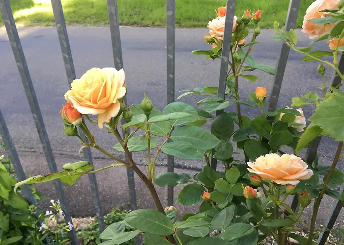 尼克霍夫度假住宿加早餐旅馆 3*