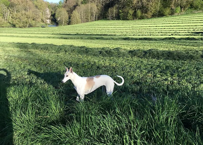 尼克霍夫度假住宿加早餐旅馆 住宿加早餐酒店